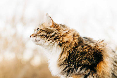 Close-up of a cat looking away