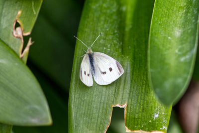 Close-up of butterfly on leaf