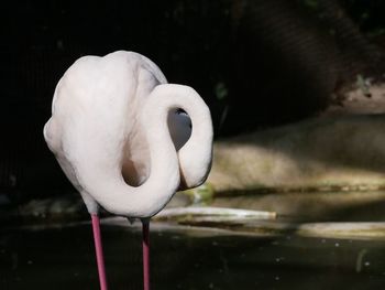 Close-up of swan in lake