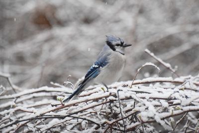 Close-up of bird perching on branch in winter