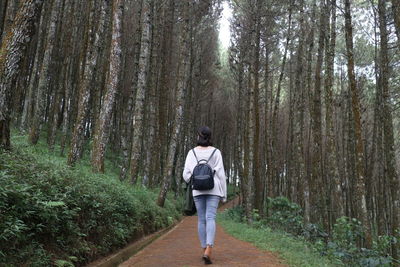 Rear view of man walking on footpath amidst trees in forest