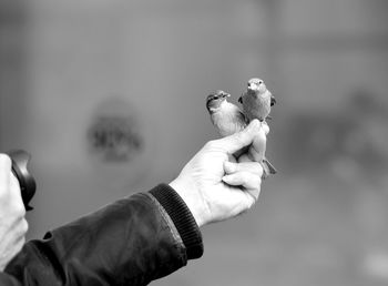 Low angle view of man holding bird