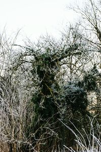 Low angle view of tree against sky