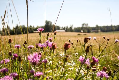 Close-up of purple flowering plants on field