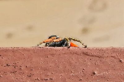 Close-up of insect on sand