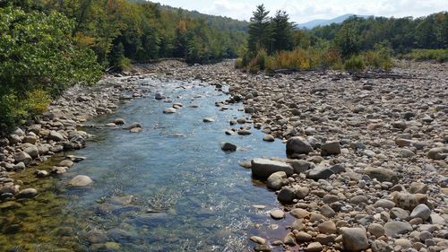 Scenic view of river in forest against sky