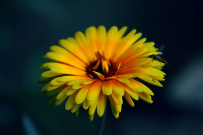 Close-up of yellow flower blooming outdoors