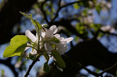 Close-up of white cherry blossoms in spring