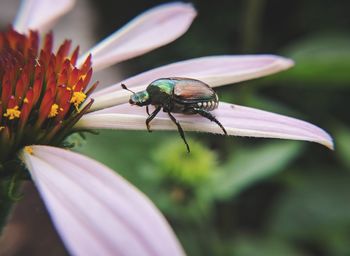 Close-up of insect on flower