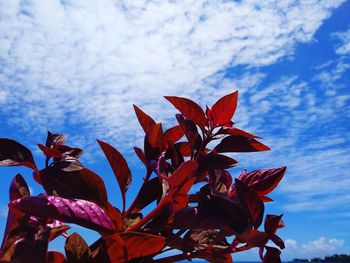 Close-up of red flowering plant against sky