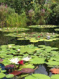 Lotus water lily in lake