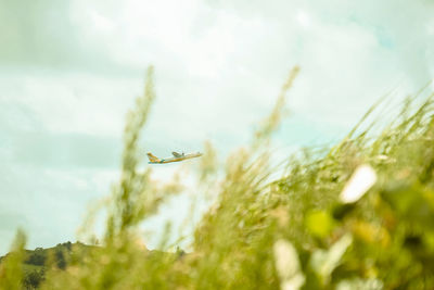 Bird flying in sky