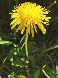 Close-up of yellow flower blooming outdoors