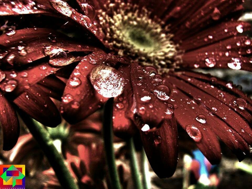 freshness, flower, petal, drop, flower head, fragility, water, growth, wet, close-up, beauty in nature, dew, nature, single flower, blooming, plant, raindrop, in bloom, droplet, rain