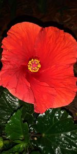 Close-up of red hibiscus flower