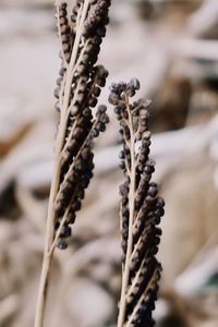 Dry plants