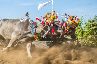 Bullock cart race on dirt road at bali