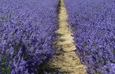 Purple flowering plants on field