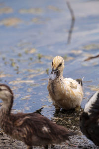 Ducks in a lake