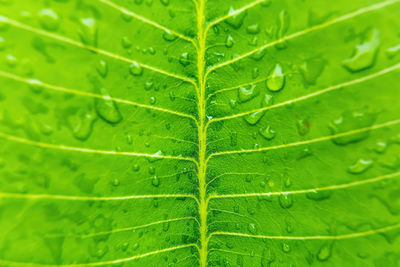 Close-up of raindrops on green leaves