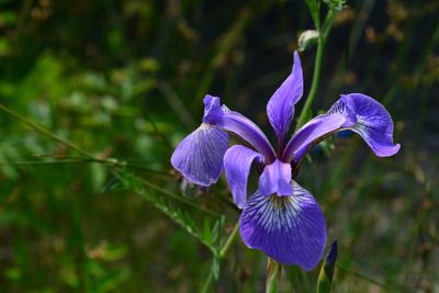 Close-up of purple iris flower