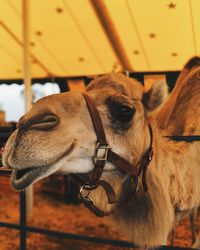 Close-up of camel