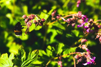 Close-up of bee on flowers