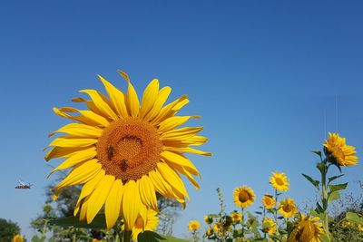 Low angle view of sunflower against clear blue sky