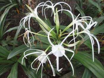 Close-up of flowers blooming outdoors