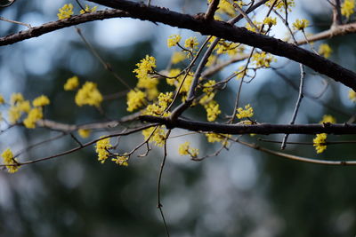 Close-up of flower on tree