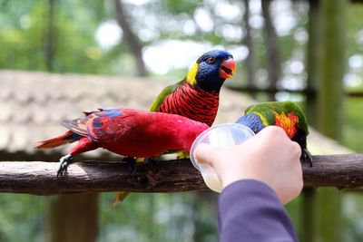 Feeding birds