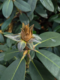 High angle view of plant leaves