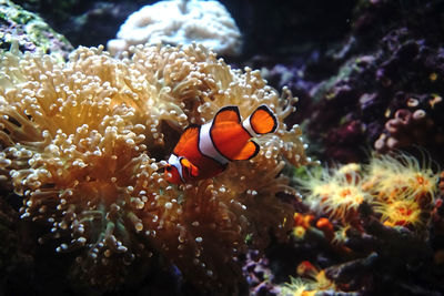 View of fish swimming in sea