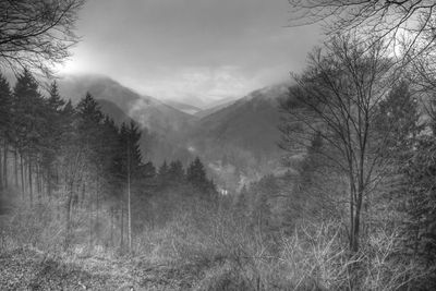 Trees on mountain against sky