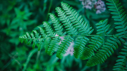 Close-up of fern leaves