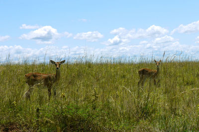 Deer standing on grass field