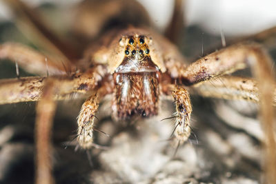 Close-up of spider