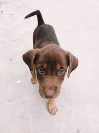 High angle portrait of dog