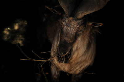 Close-up of horse against black background