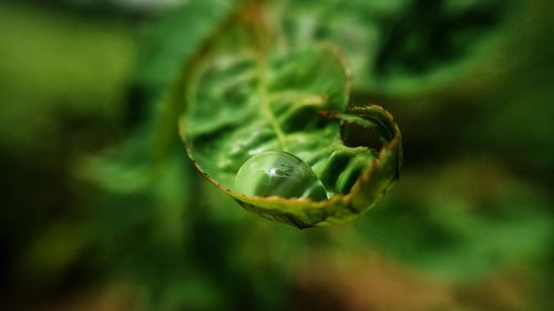 Close-up of water drop on leaf