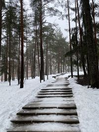 View of snow covered trees in forest