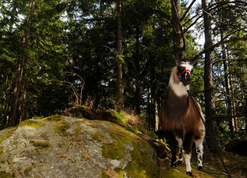 Llama on a meadow in the alps on a summer day