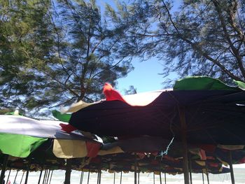 Low angle view of flags against sky