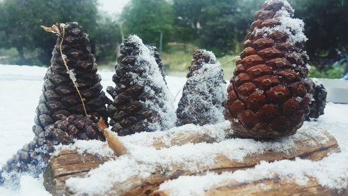 Close-up of pine cone on snow covered land