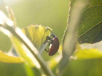 Close-up of insect on plant