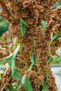 Close-up of green leaves on tree trunk