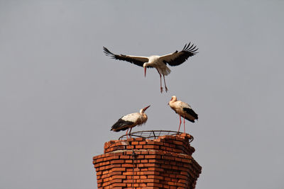 Low angle view of birds flying against sky