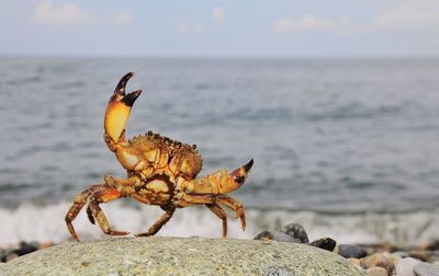 Close-up of crab on stone against sea