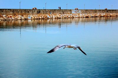 Seagulls flying over lake