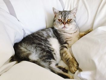 Portrait of a cat resting on bed